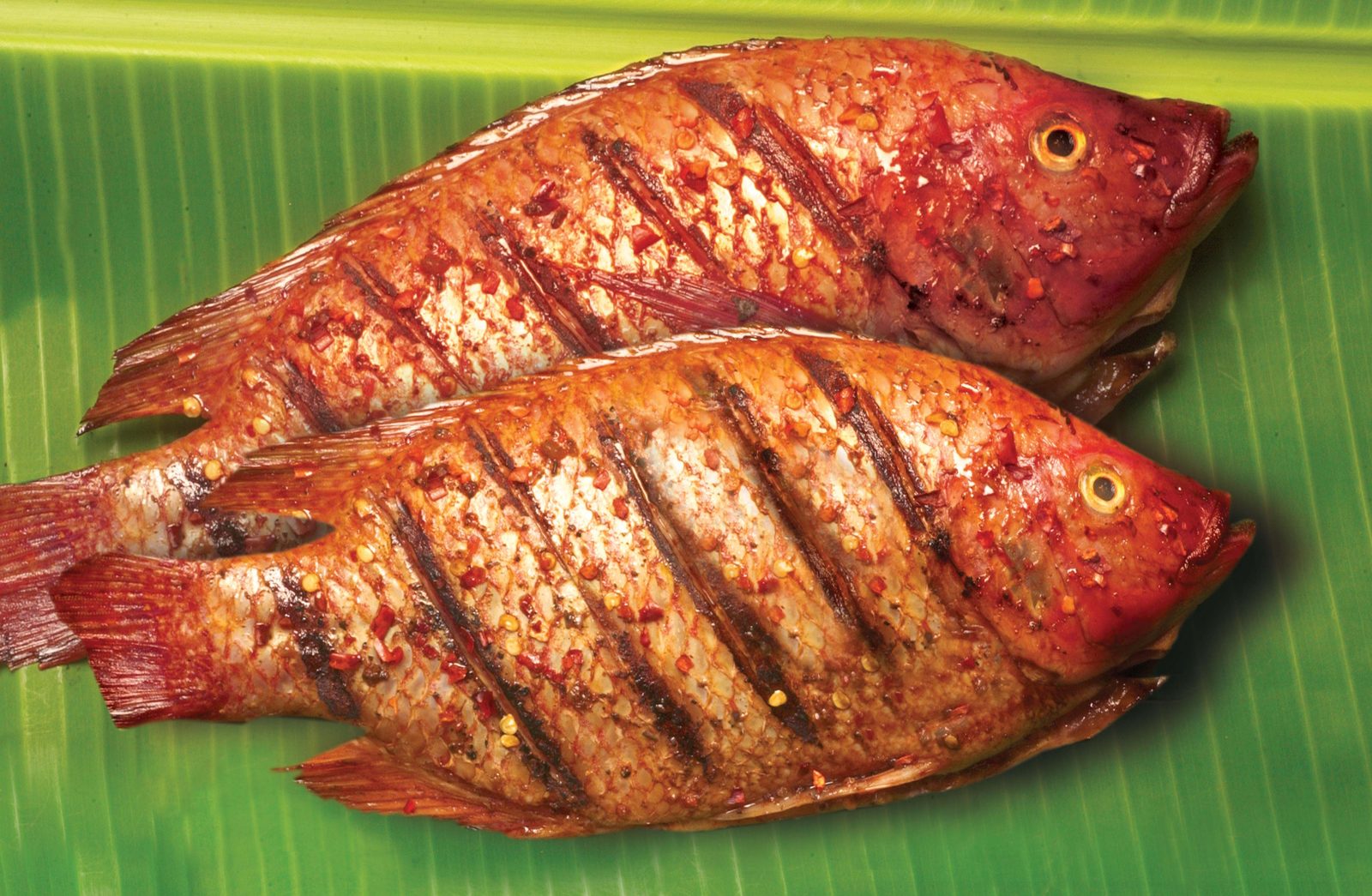 Whole jerk red tilapia fish grilled with pepper flakes
